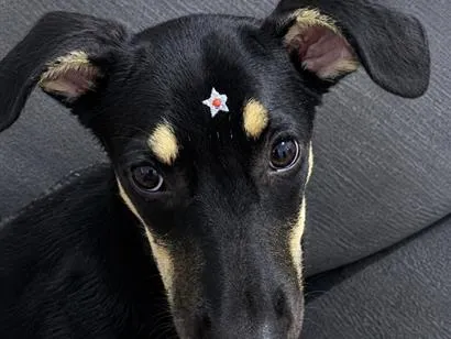 Cachorro raça SRD-ViraLata idade 7 a 11 meses nome Pimenta