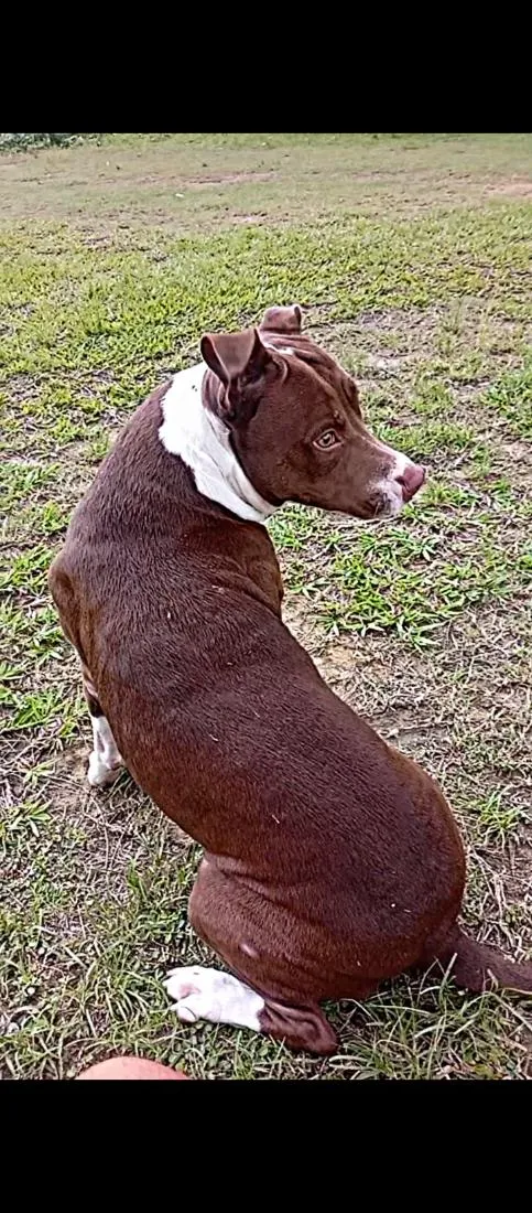 Cachorro raça Pit-Bull idade 3 anos nome Bella 