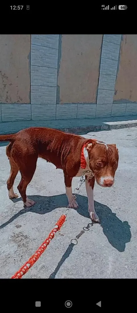 Cachorro raça Pit-Bull idade 3 anos nome Bella 