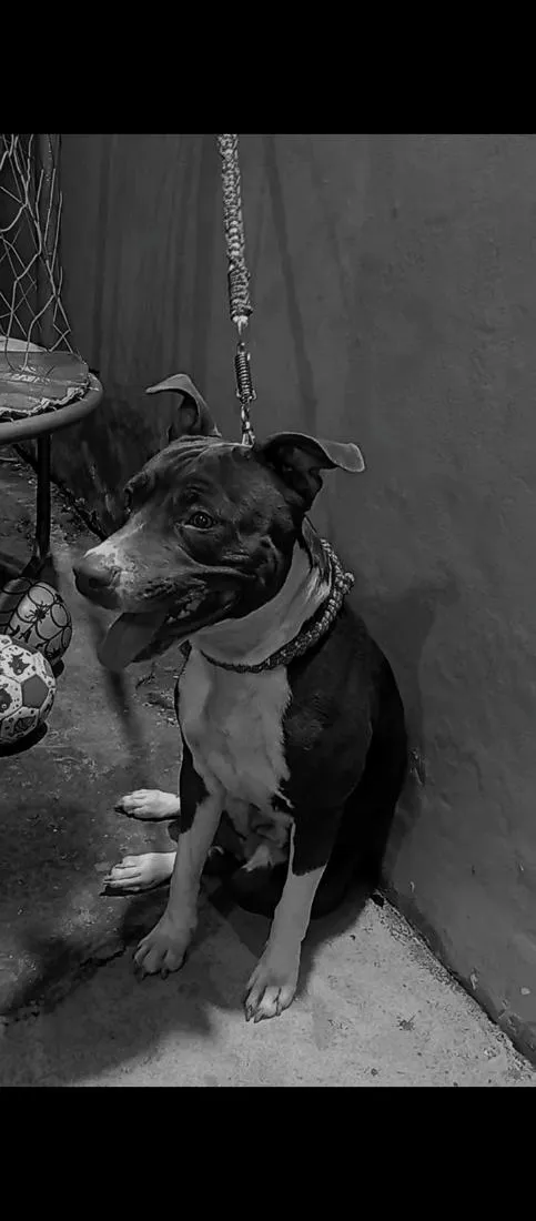 Cachorro raça Pit-Bull idade 3 anos nome Bella 