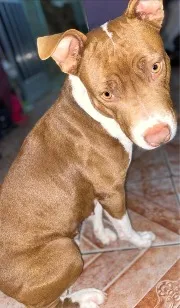 Cachorro raça Pit-Bull idade 3 anos nome Bella 