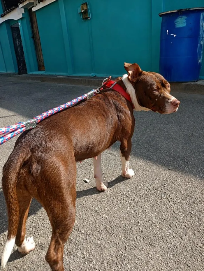 Cachorro raça Pit-Bull idade 3 anos nome Bella 