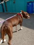 Bella