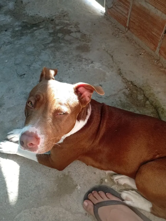 Cachorro raça Pit-Bull idade 3 anos nome Bella 