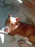 Bella