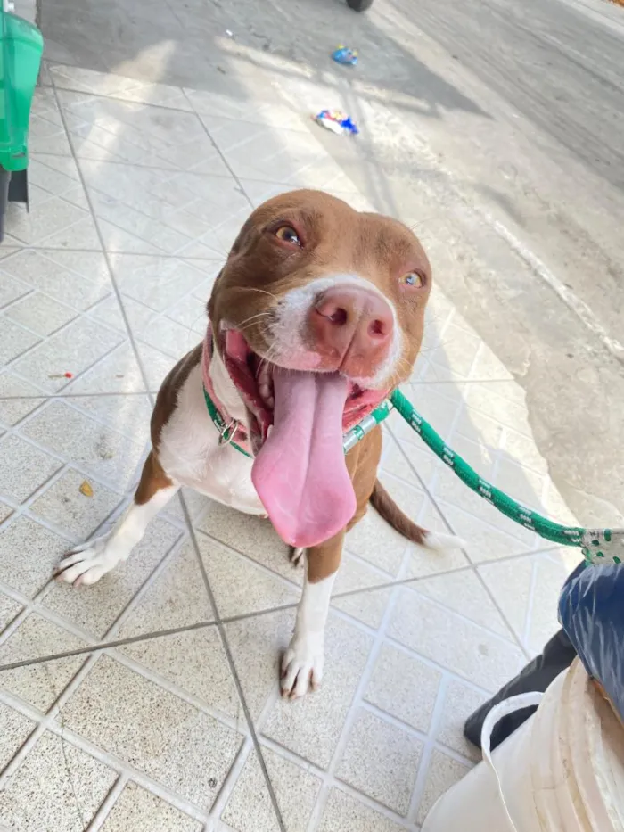 Cachorro raça Pit-Bull idade 3 anos nome Bella 