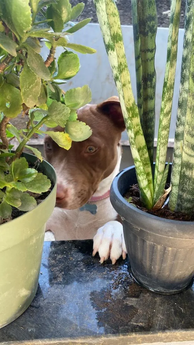 Cachorro raça Pit-Bull idade 3 anos nome Bella 