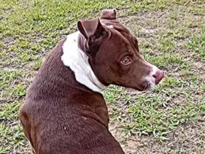 Cachorro raça Pit-Bull idade 3 anos nome Bella 