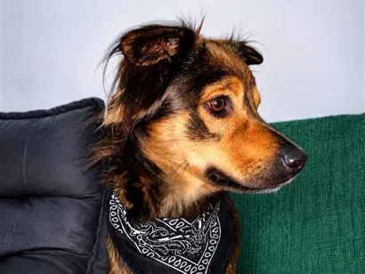 Cachorro raça SRD-ViraLata idade 1 ano nome Paçoca 