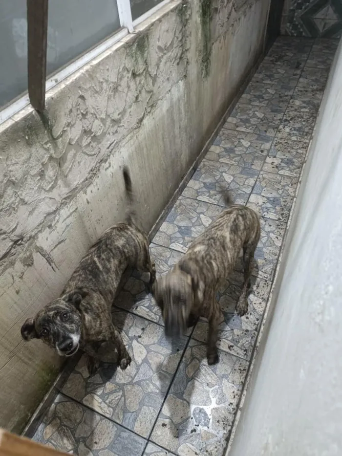 Cachorro raça SRD-ViraLata idade 4 anos nome Amora