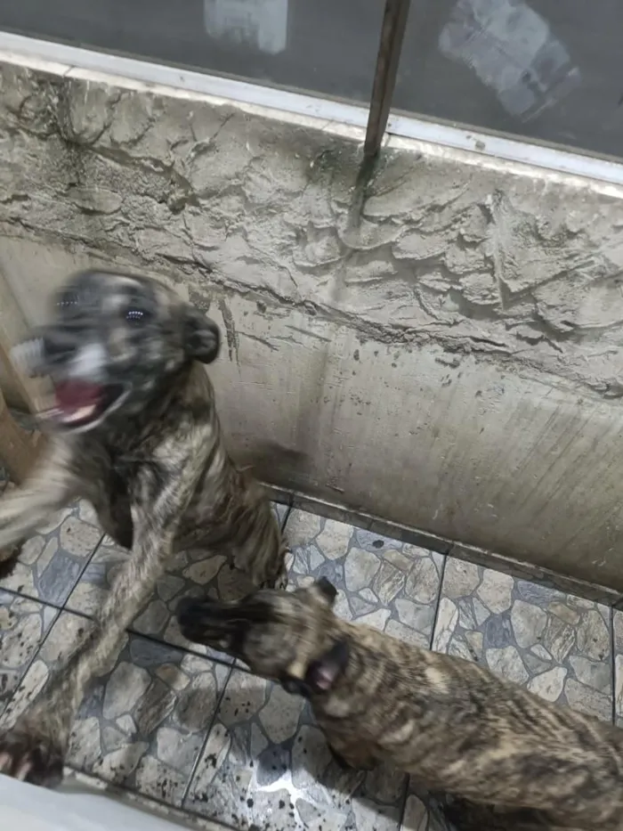 Cachorro raça SRD-ViraLata idade 4 anos nome Amora