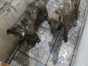 Cachorro raça SRD-ViraLata idade 4 anos nome Amora