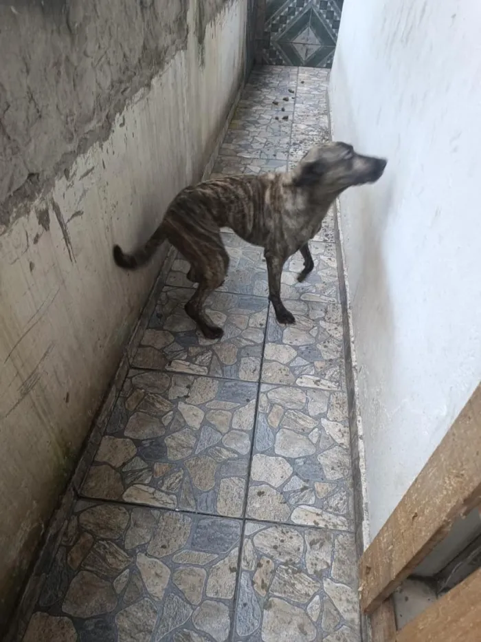Cachorro raça SRD-ViraLata idade 4 anos nome Scooby