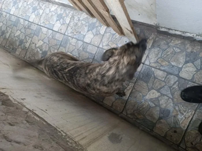 Cachorro raça SRD-ViraLata idade 4 anos nome Scooby