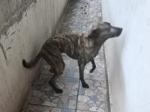 Cachorro raça SRD-ViraLata idade 4 anos nome Scooby