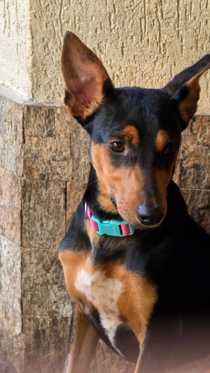 Cachorro raça SRD-ViraLata idade 7 a 11 meses nome Cloe