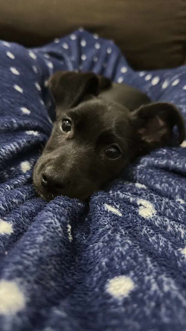 Cachorro raça SRD-ViraLata idade 2 a 6 meses nome Zeca