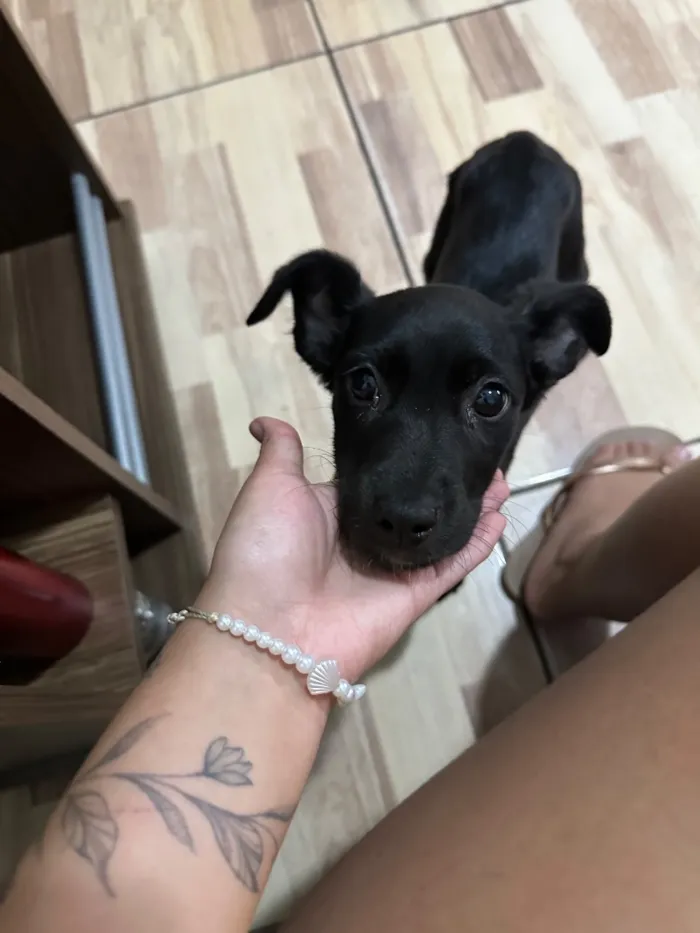 Cachorro raça SRD-ViraLata idade 2 a 6 meses nome Zeca