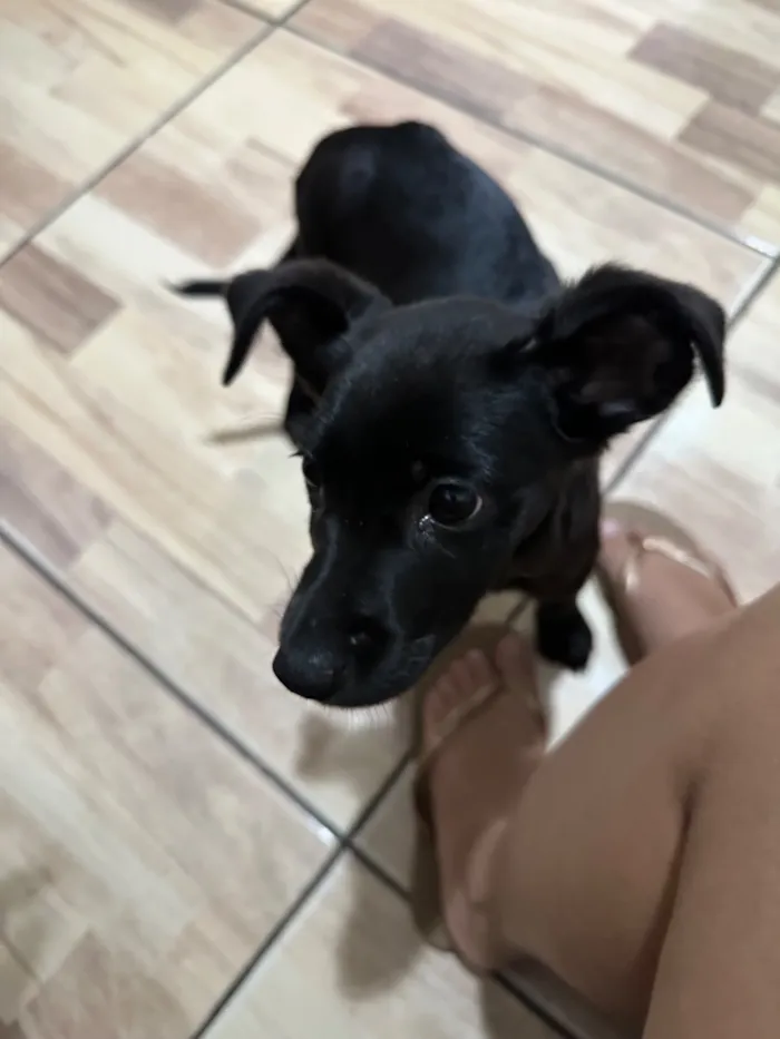 Cachorro raça SRD-ViraLata idade 2 a 6 meses nome Zeca