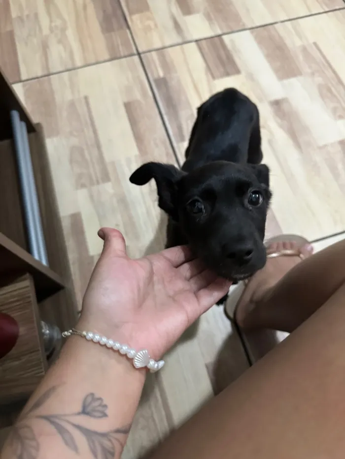 Cachorro raça SRD-ViraLata idade 2 a 6 meses nome Zeca