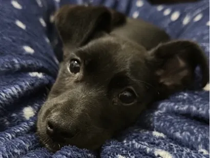 Cachorro raça SRD-ViraLata idade 2 a 6 meses nome Zeca