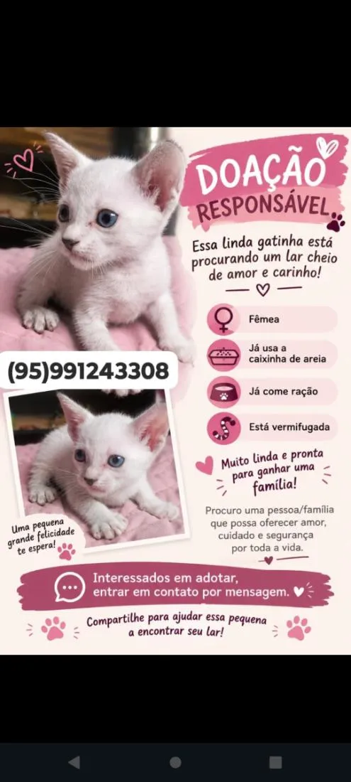 Gato raça SRD-ViraLata idade 2 a 6 meses nome fúria da luz e Nescau 