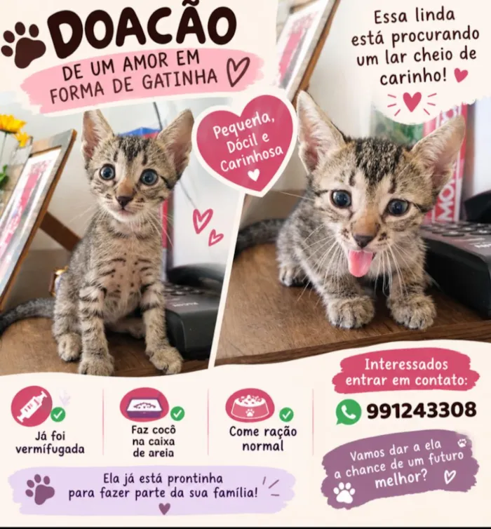 Gato raça SRD-ViraLata idade 2 a 6 meses nome fúria da luz e Nescau 