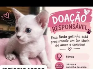 Gato raça SRD-ViraLata idade 2 a 6 meses nome fúria da luz e Nescau 