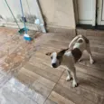 Canela