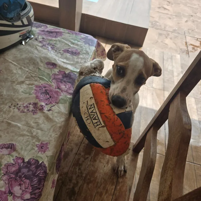 Cachorro raça SRD-ViraLata idade 2 a 6 meses nome Canela