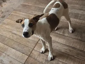 Cachorro raça SRD-ViraLata idade 2 a 6 meses nome Canela