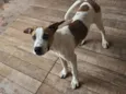 Canela
