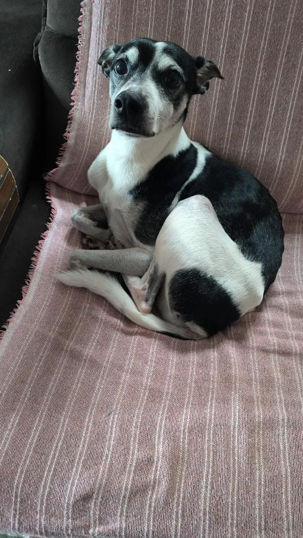 Cachorro raça SRD-ViraLata idade 6 ou mais anos nome Thor