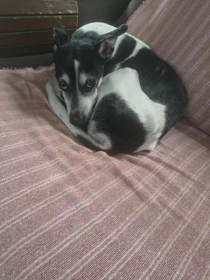 Cachorro raça SRD-ViraLata idade 6 ou mais anos nome Thor
