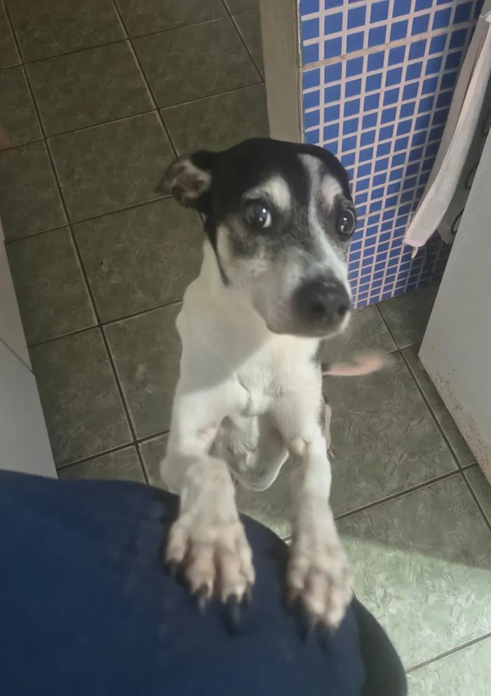 Cachorro raça SRD-ViraLata idade 6 ou mais anos nome Thor