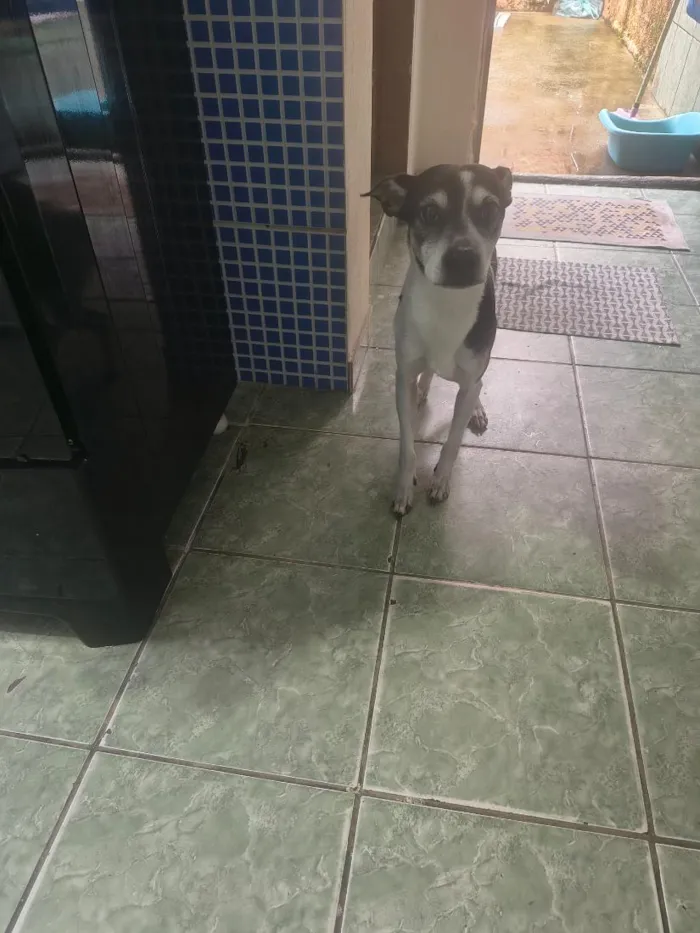 Cachorro raça SRD-ViraLata idade 6 ou mais anos nome Thor