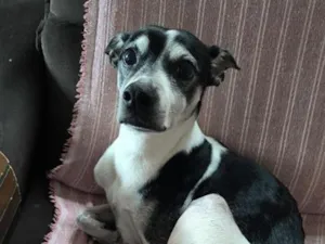 Cachorro raça SRD-ViraLata idade 6 ou mais anos nome Thor