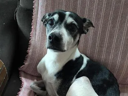 Cachorro raça SRD-ViraLata idade 6 ou mais anos nome Thor