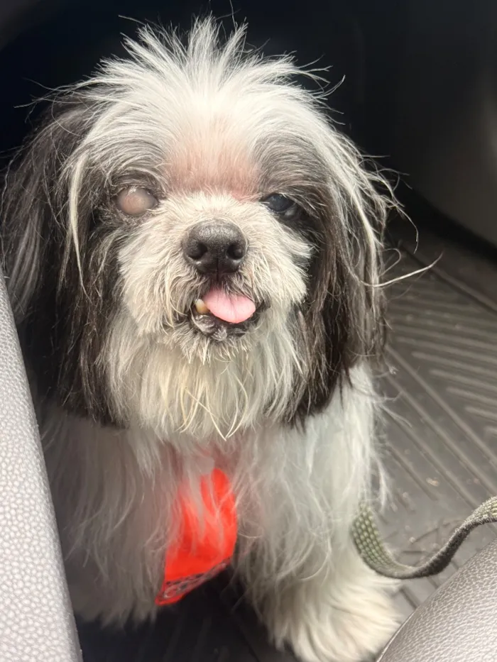 Cachorro raça Shitzu idade 6 ou mais anos nome Nick