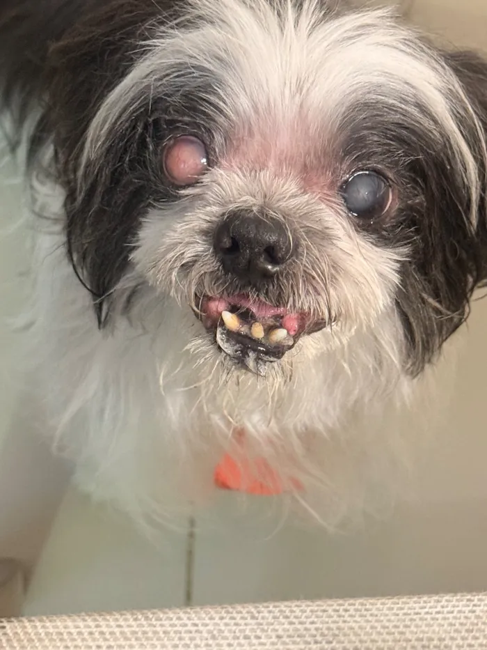 Cachorro raça Shitzu idade 6 ou mais anos nome Nick