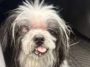 Cachorro raça Shitzu idade 6 ou mais anos nome Nick