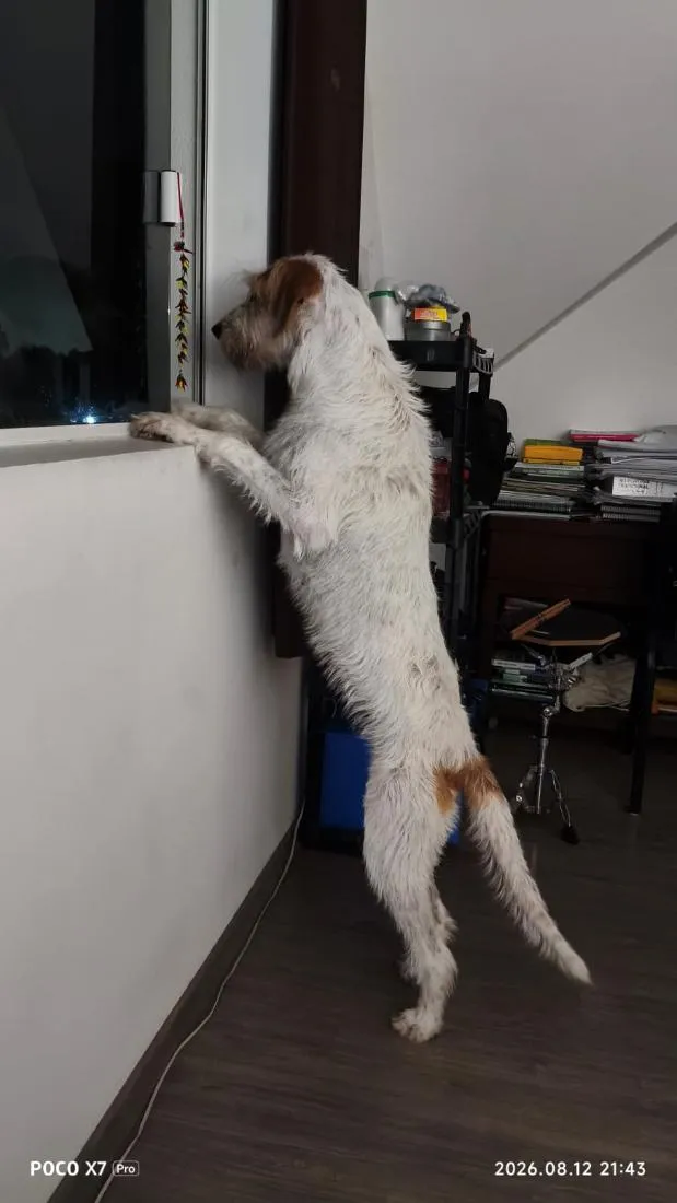 Cachorro raça Sabujo da Istria de pelo Duro idade 2 anos nome Mel