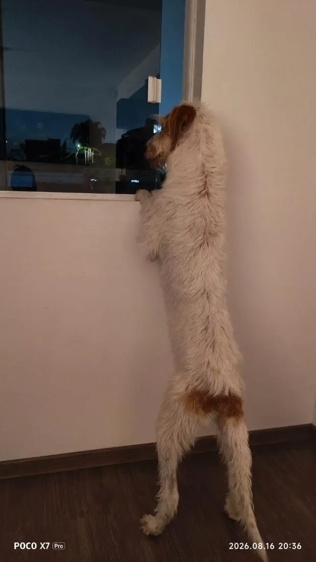 Cachorro raça Sabujo da Istria de pelo Duro idade 2 anos nome Mel