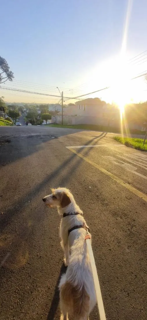 Cachorro raça Sabujo da Istria de pelo Duro idade 2 anos nome Mel