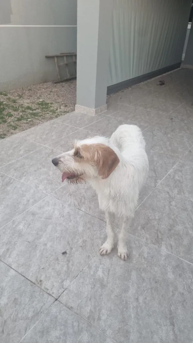 Cachorro raça Sabujo da Istria de pelo Duro idade 2 anos nome Mel