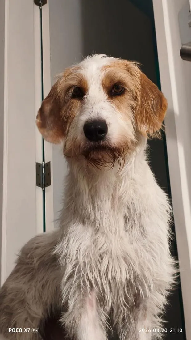 Cachorro raça Sabujo da Istria de pelo Duro idade 2 anos nome Mel