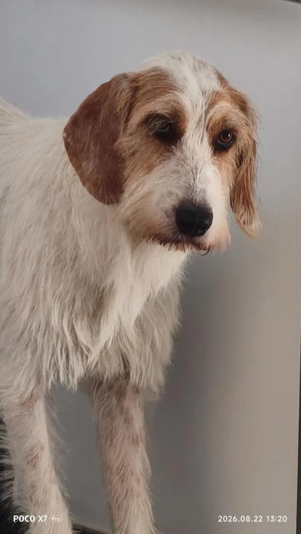Cachorro raça Sabujo da Istria de pelo Duro idade 2 anos nome Mel