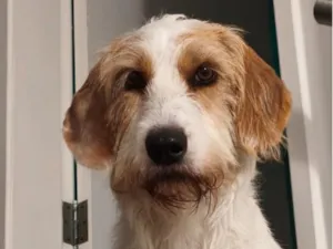 Cachorro raça Sabujo da Istria de pelo Duro idade 2 anos nome Mel