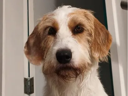 Cachorro raça Sabujo da Istria de pelo Duro idade 2 anos nome Mel