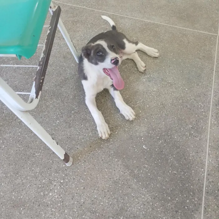 Cachorro raça SRD-ViraLata idade 2 a 6 meses nome Max